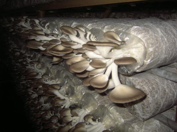 Product Info Image 2