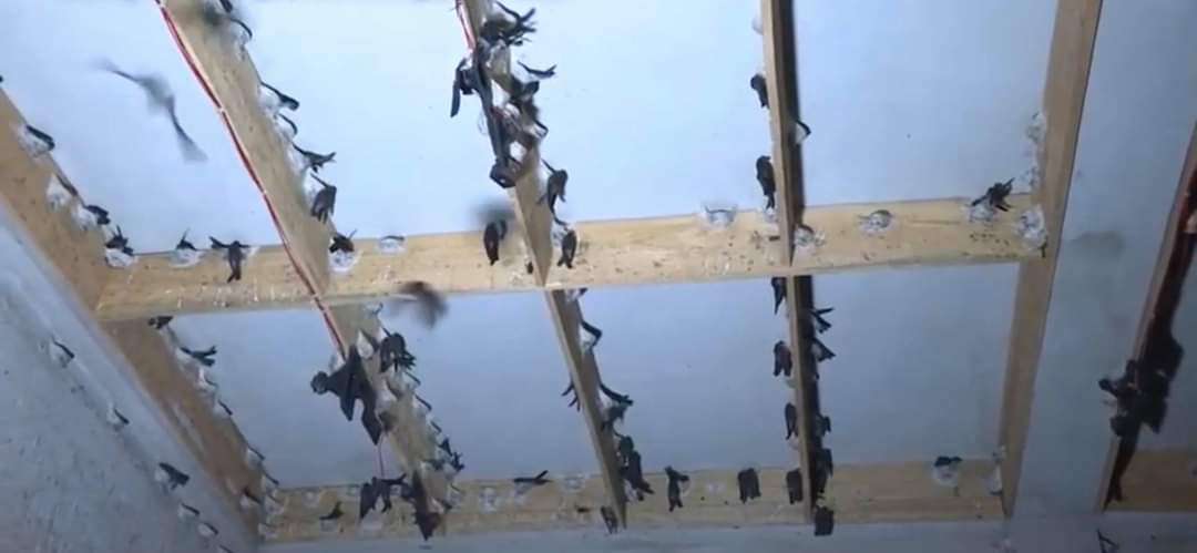 Product Info Image 11