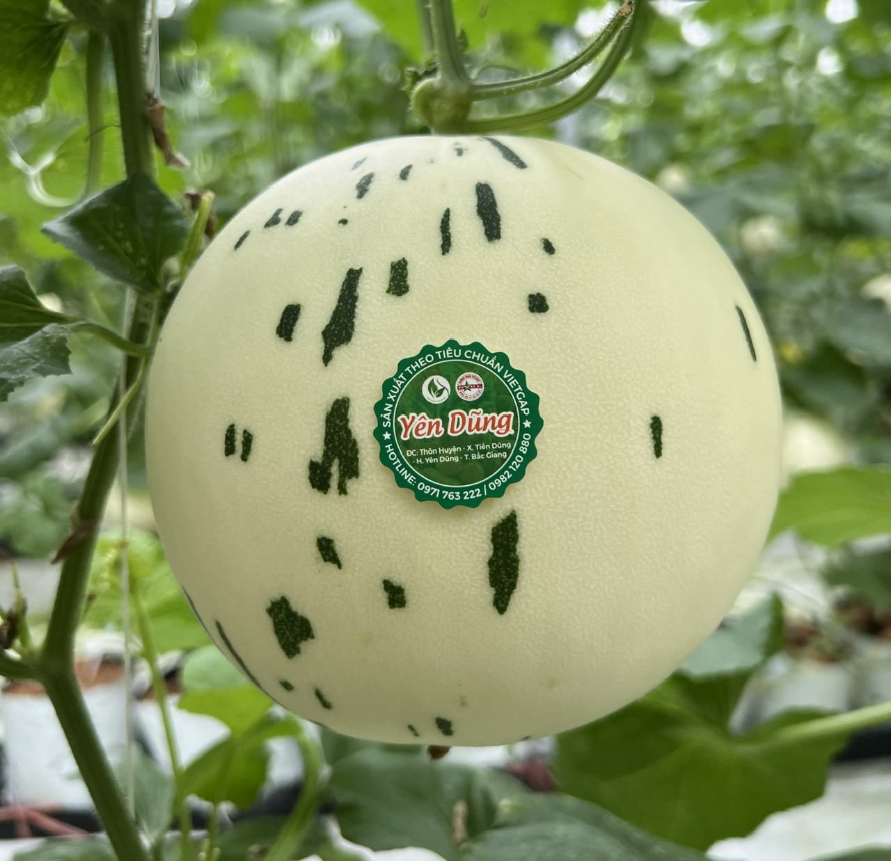 Product Info Image 3