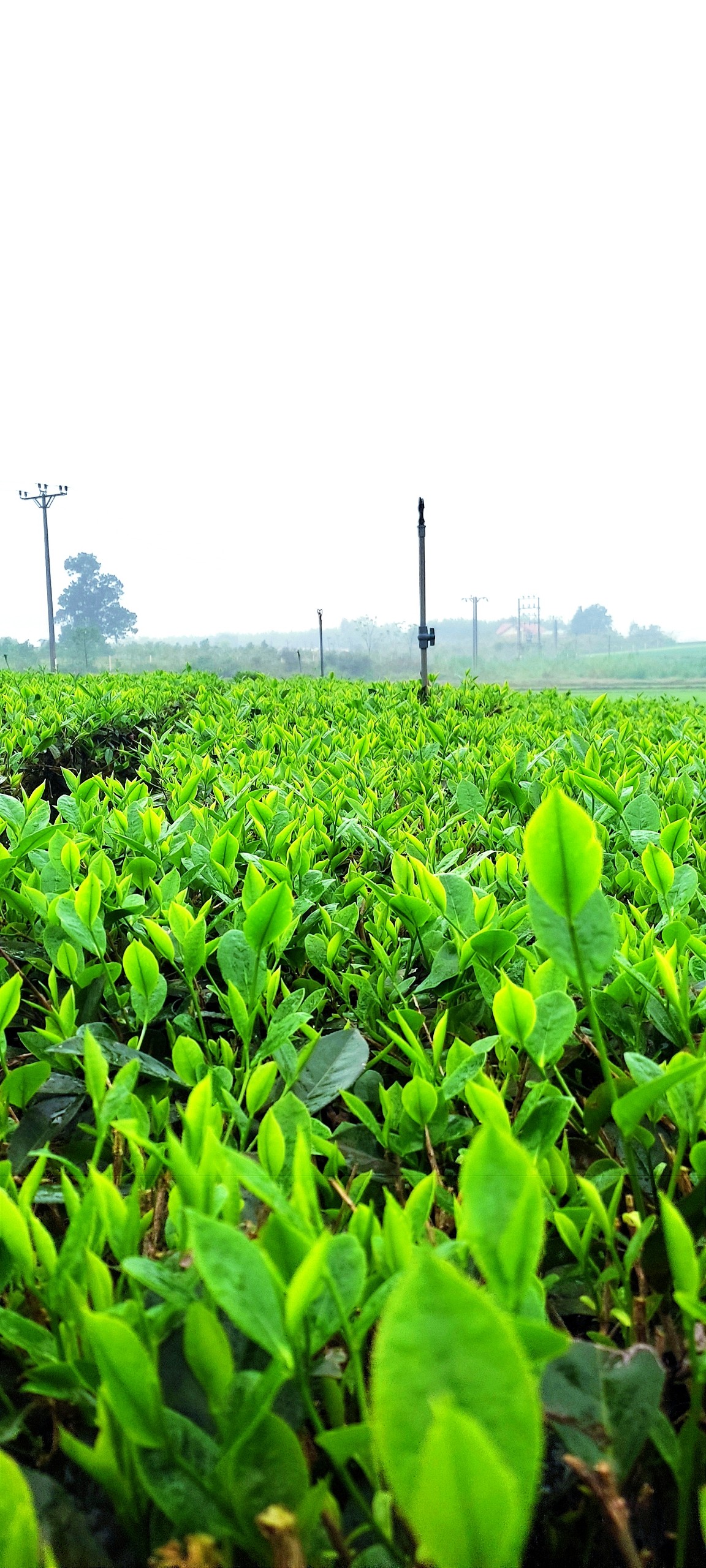 Product Info Image 1