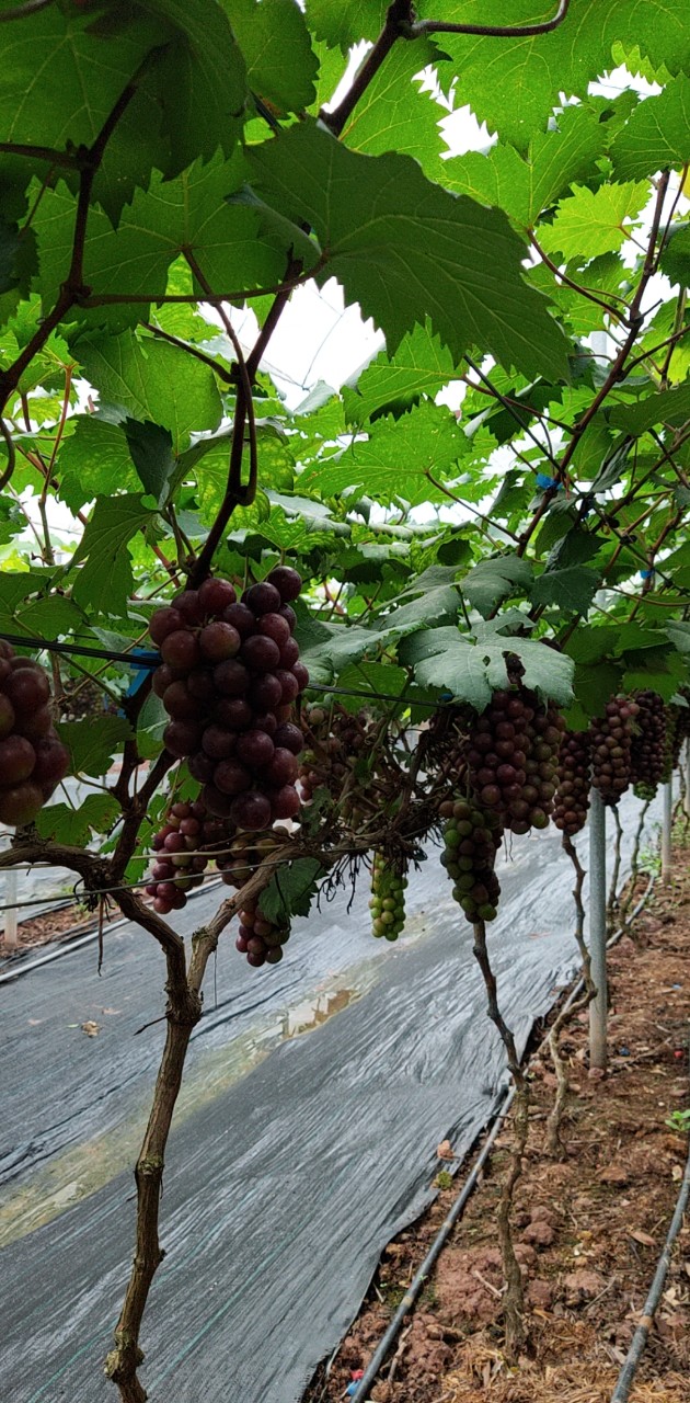 Product Info Image 4