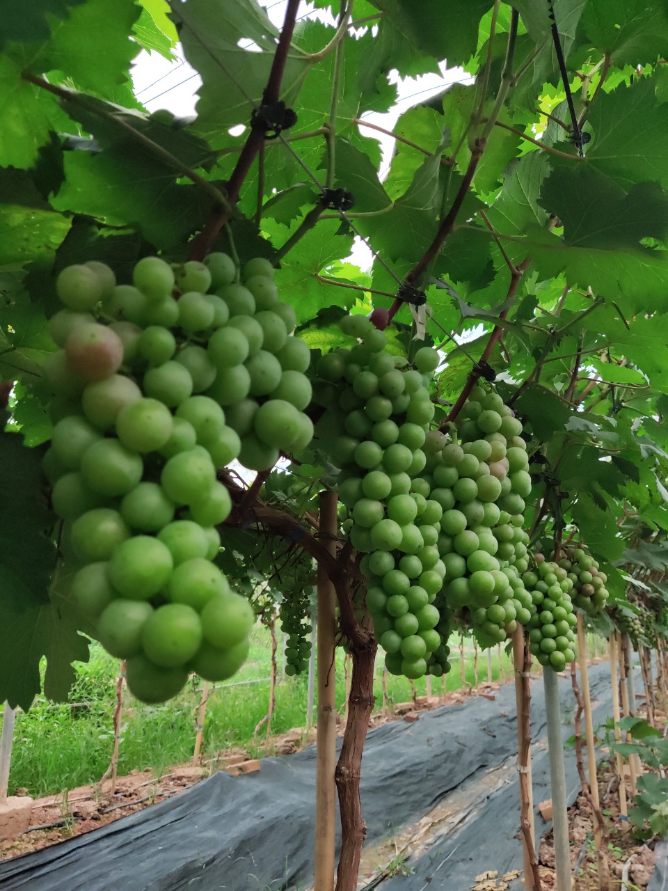 Product Info Image 6