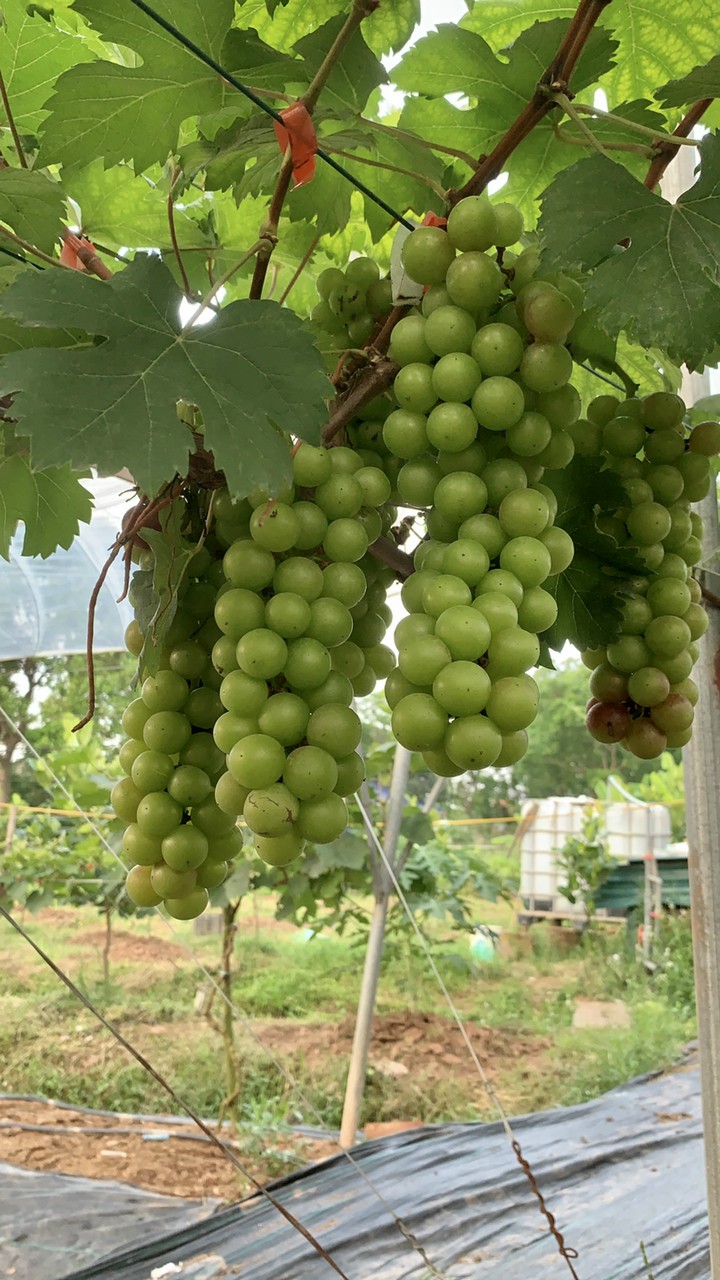 Product Info Image 5