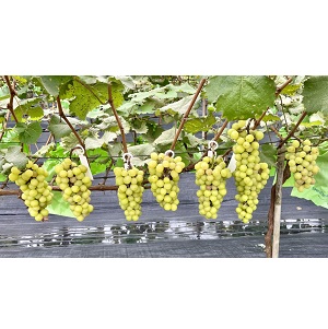 Product Info Image 1