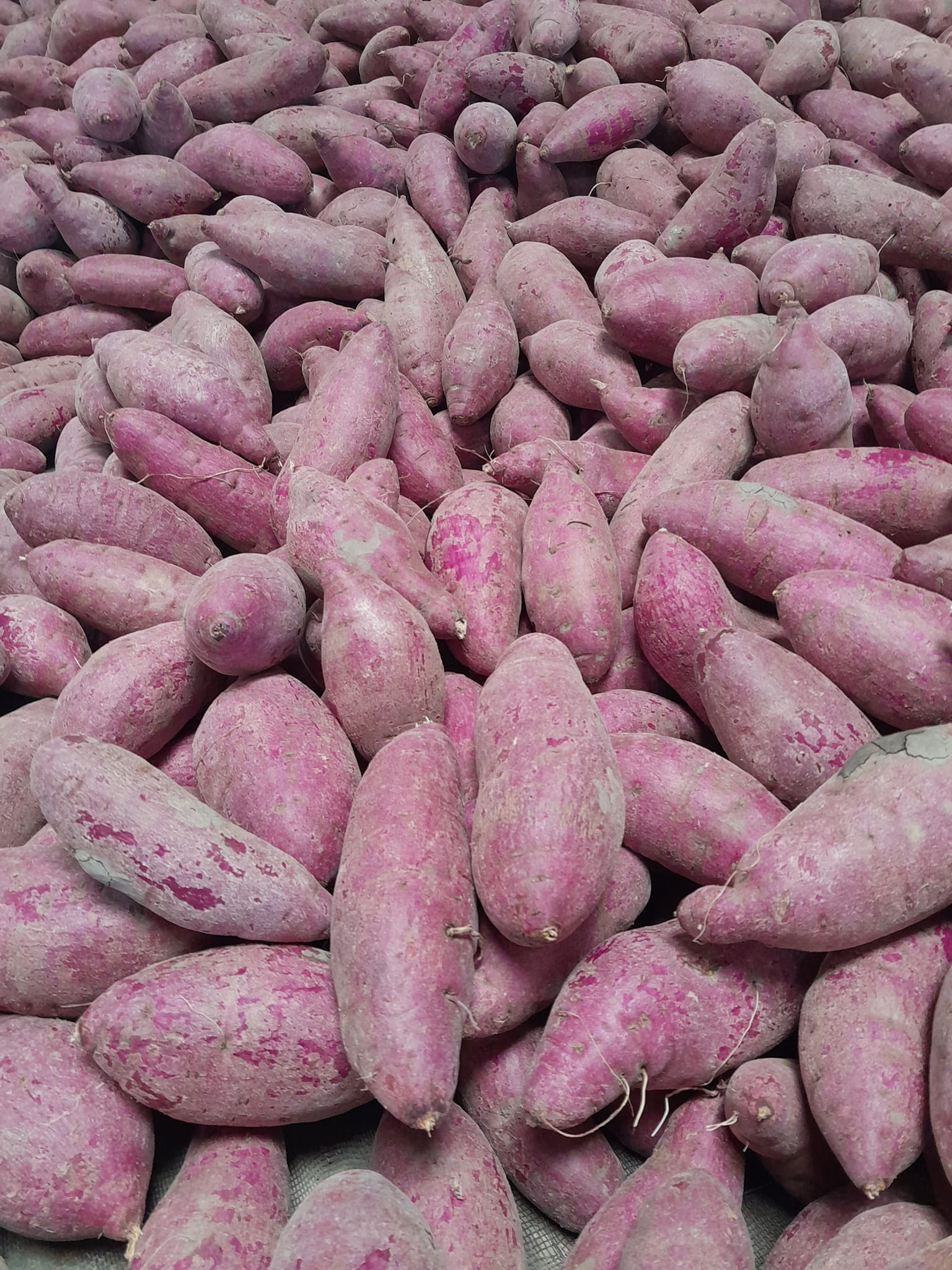 Product Info Image 8