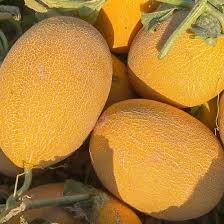 Dưa lưới