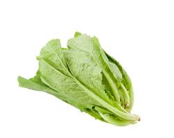 Cải canh (Cải xanh) Vietgap