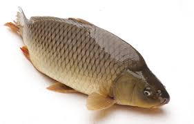 Cá Trắm