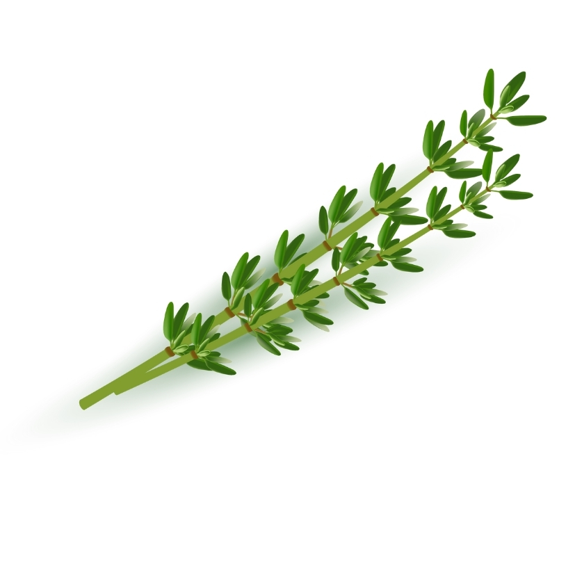 Lá thyme