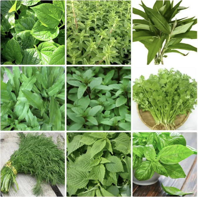 Rau gia vị