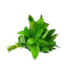 Húng thơm, húng, kinh giới