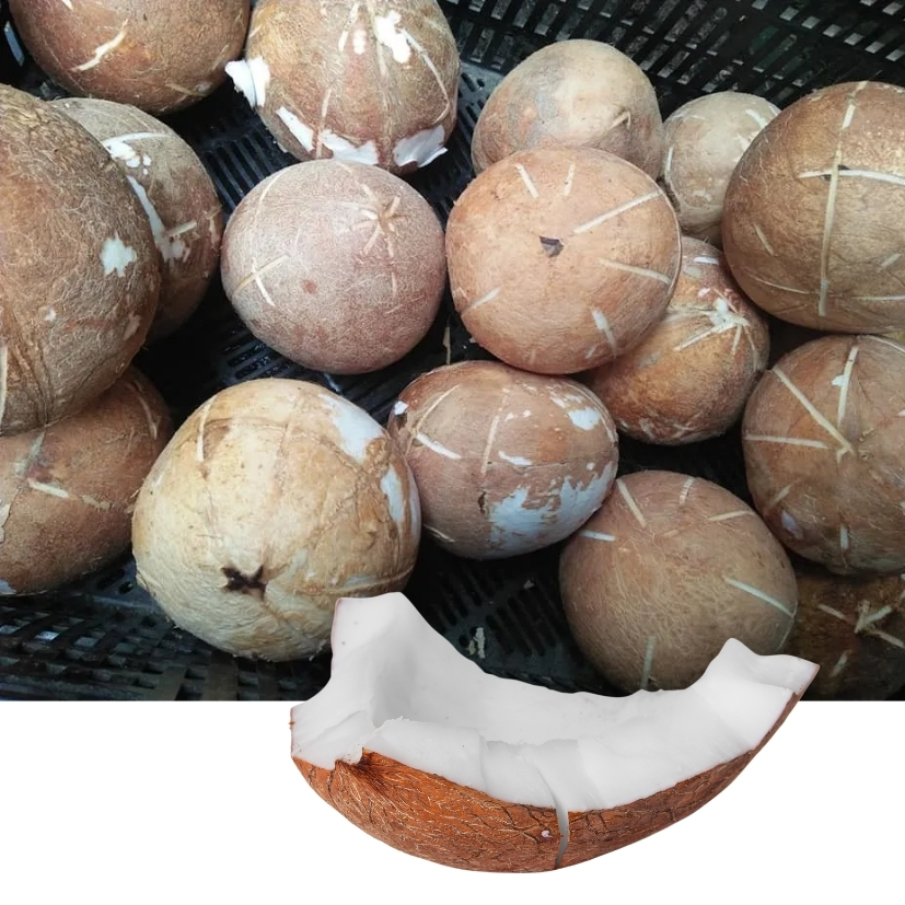 Cùi dừa