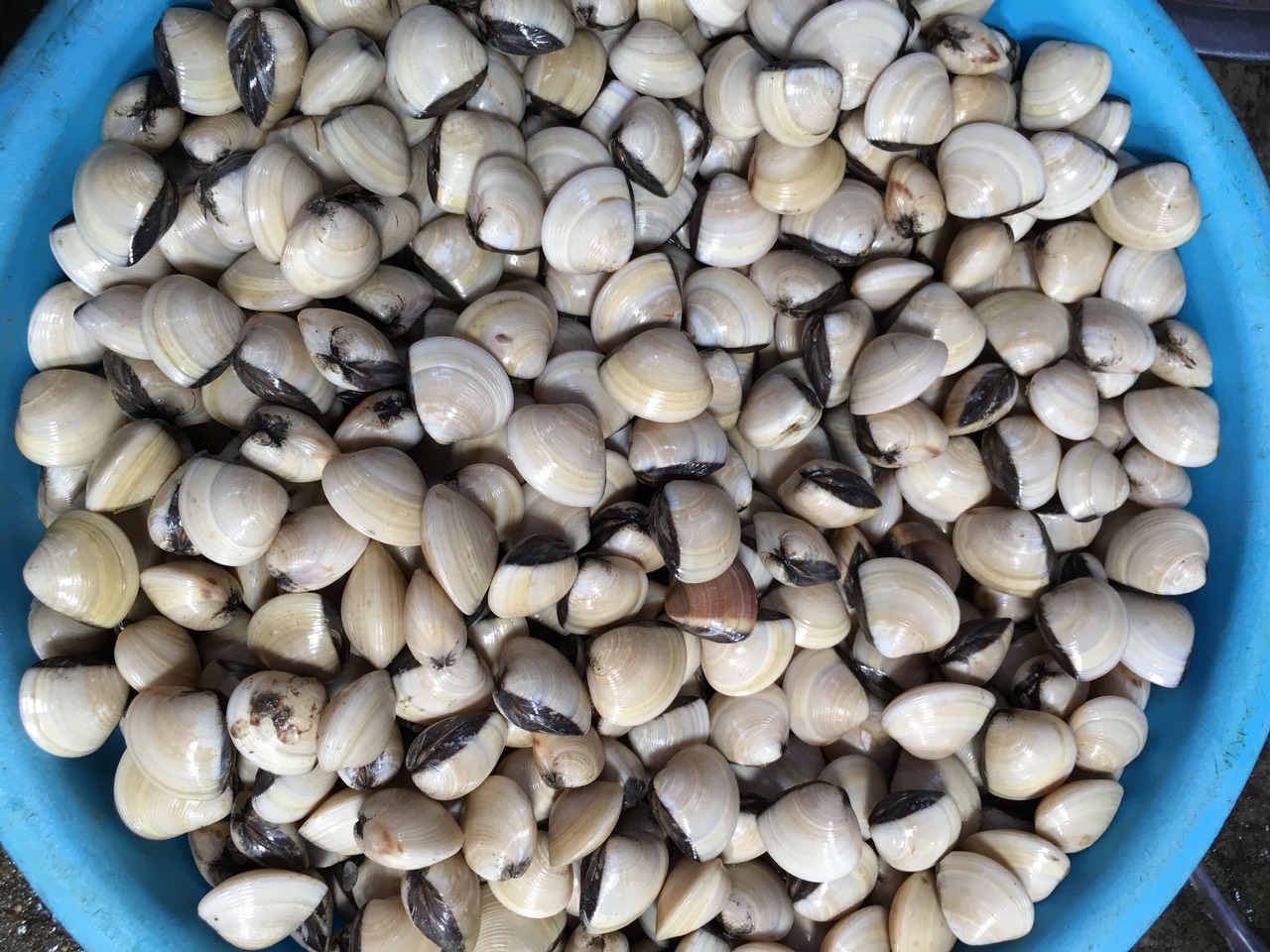 Ngao trắng
