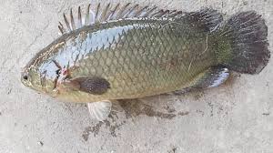 Cá Rô đồng