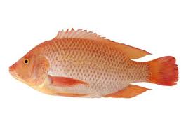 Cá Diêu hồng