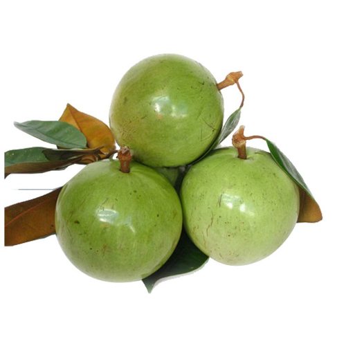 Vú sữa lò rèn