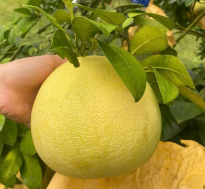 Bưởi thương Vinh Hà