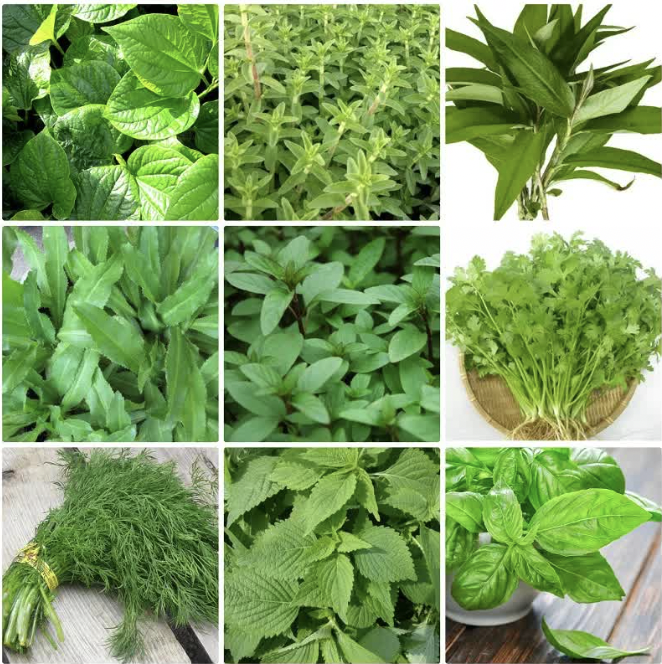 Rau gia vị