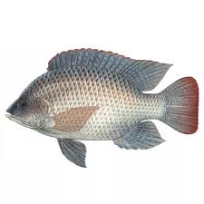 Cá rô phi
