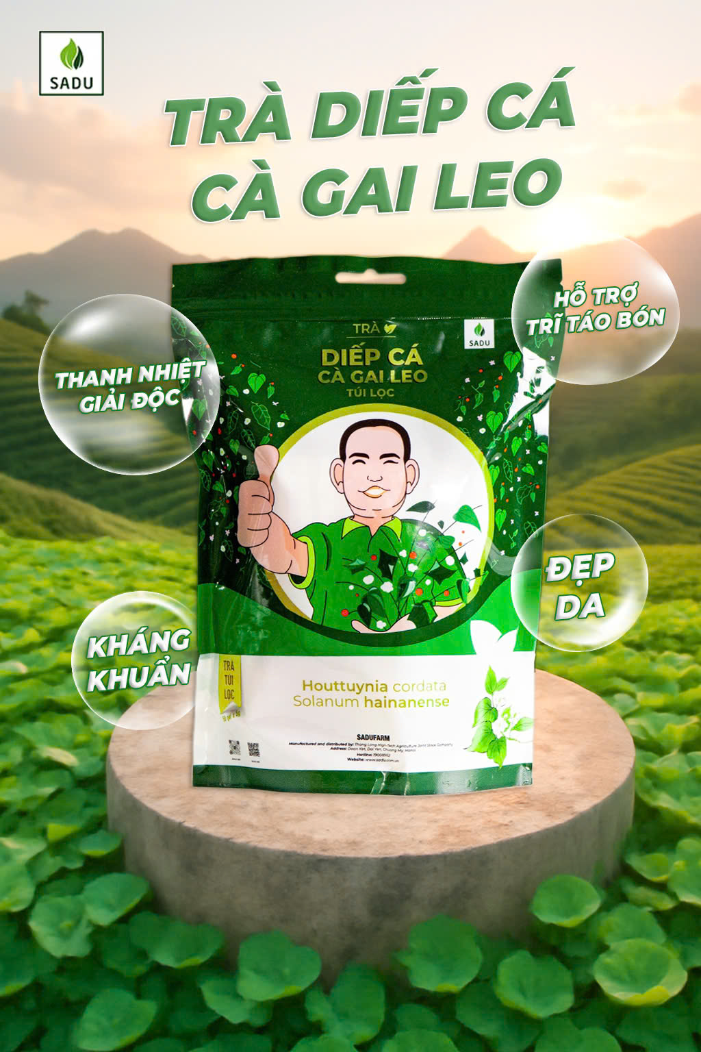 Trà diếp cá cà gai leo túi lọc