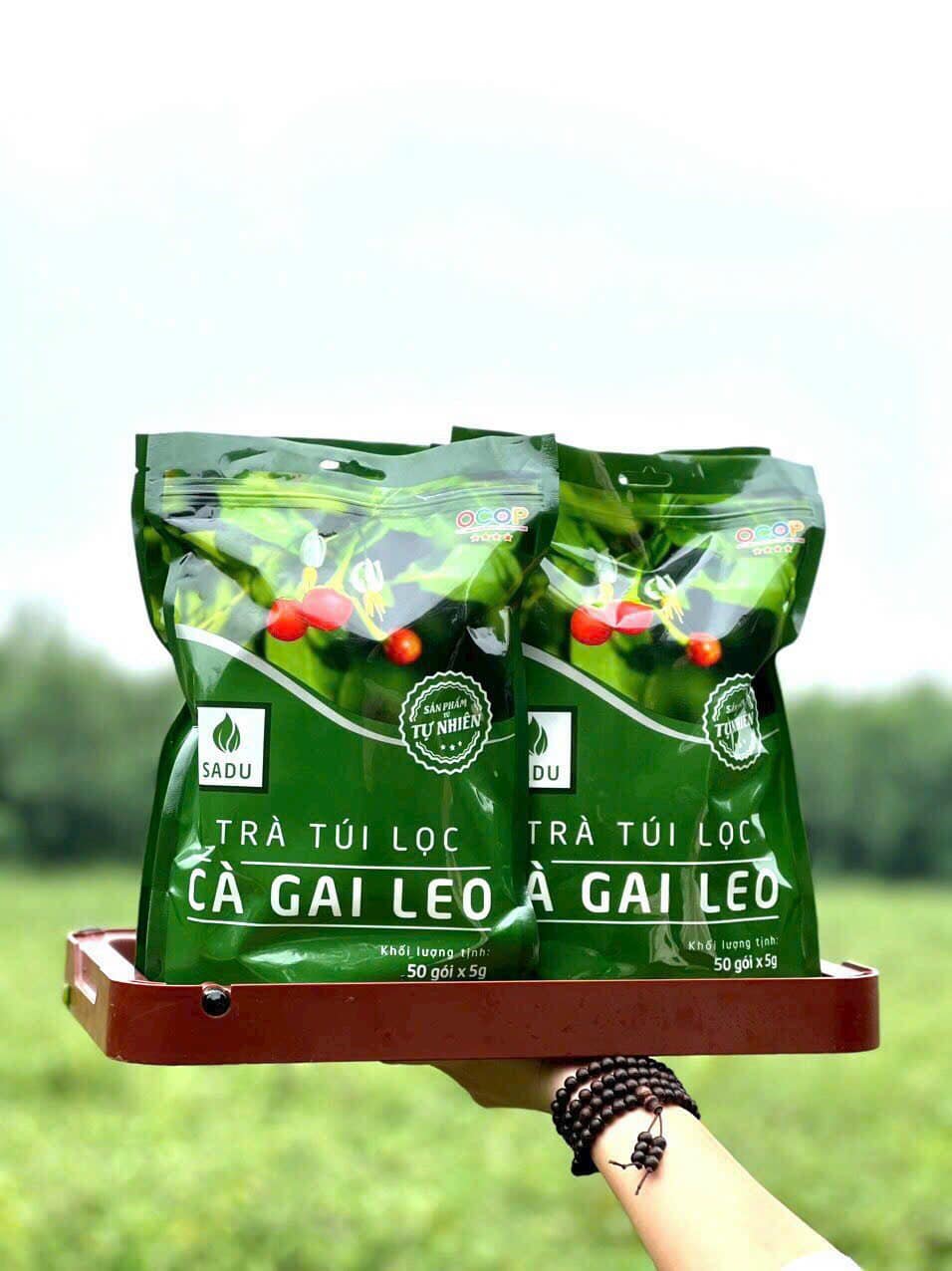 Trà túi lọc cà gai leo