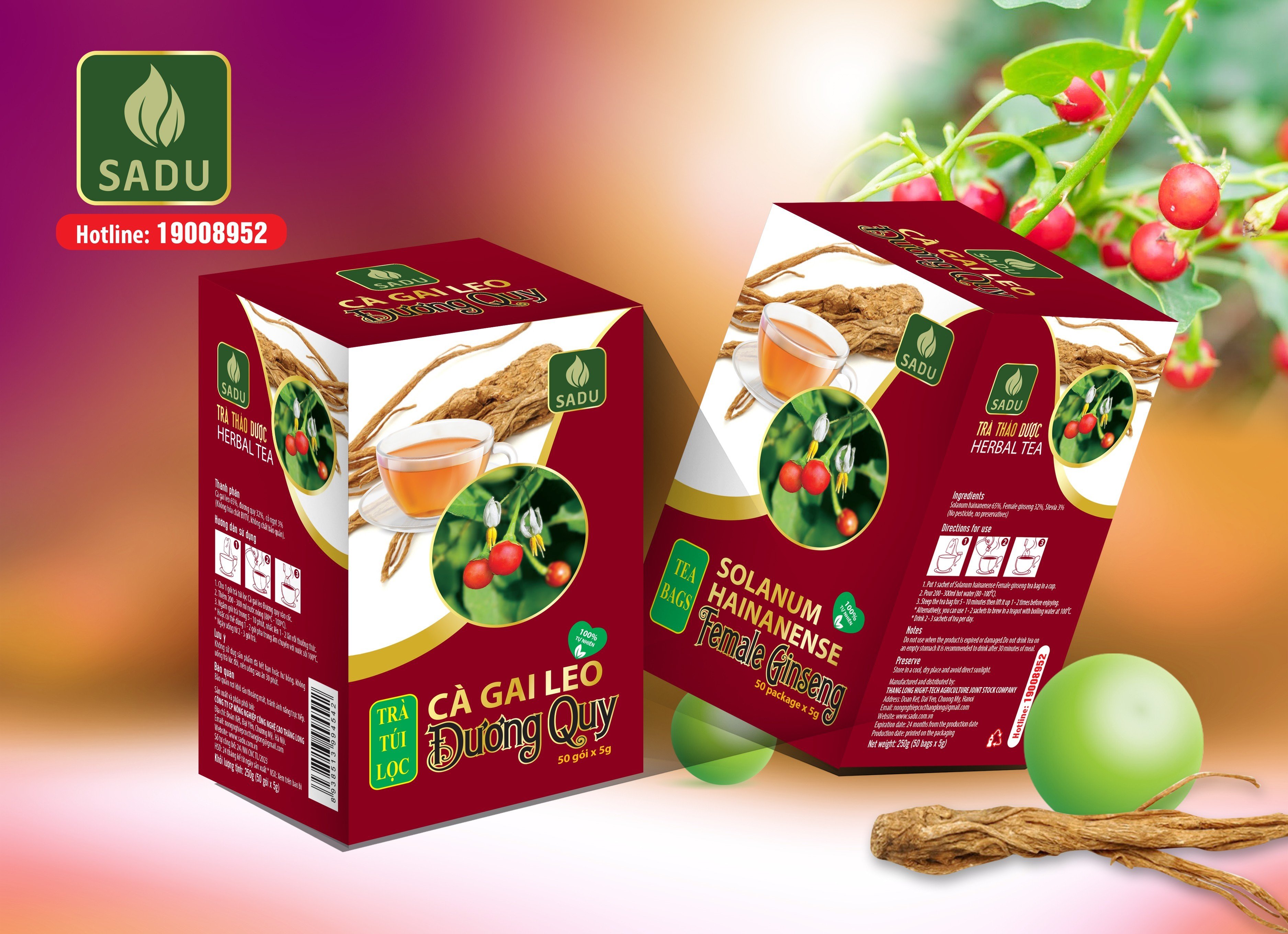 Trà túi lọc cà gai leo Đương quy