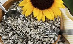 Hướng dương Hoàng Nguyên