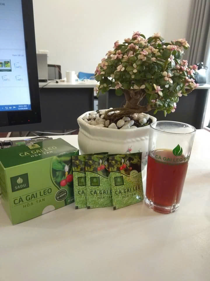 Cà gai leo hòa tan