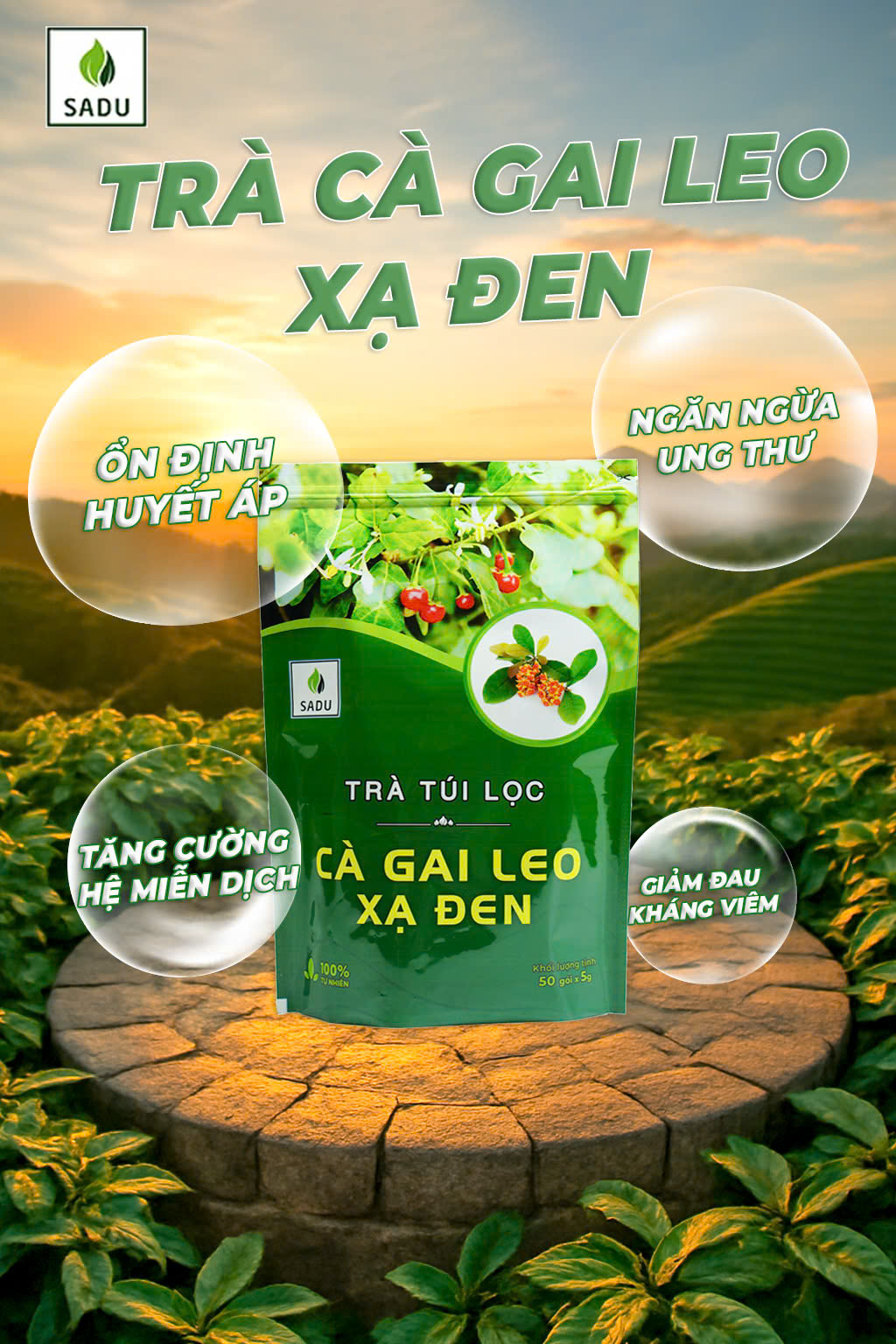 Trà túi lọc Cà gai leo Xạ đen