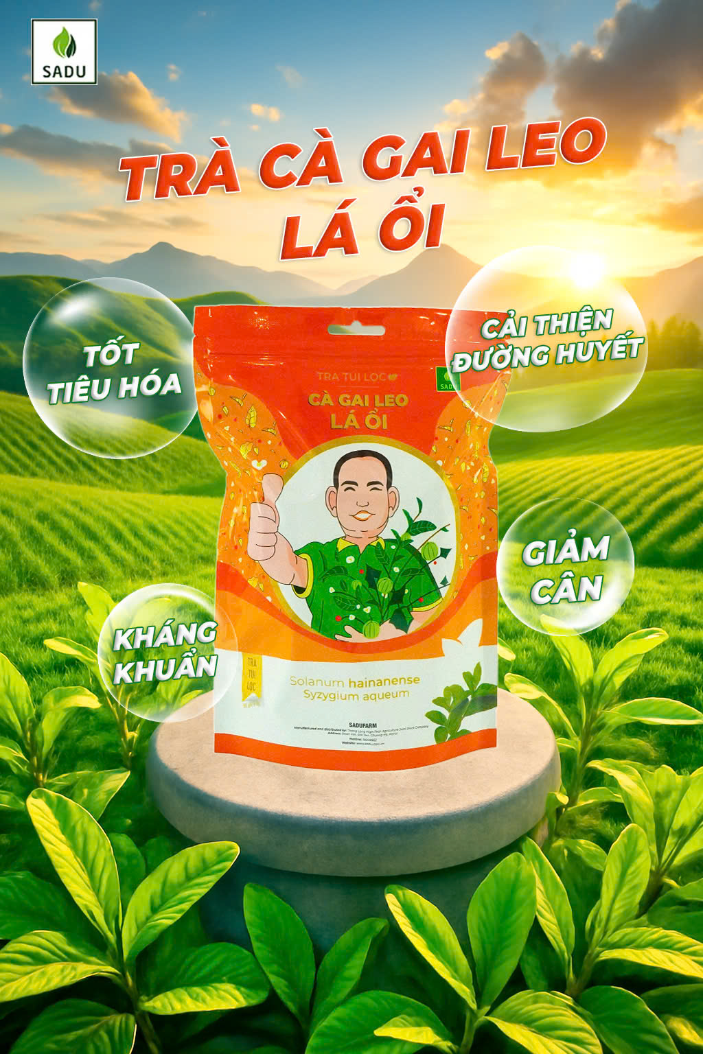 Trà túi lọc Cà gai leo Lá Ổi