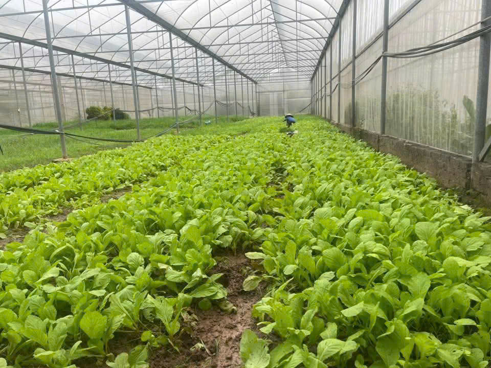 Rau cải xanh hữu cơ - Vinh Hà