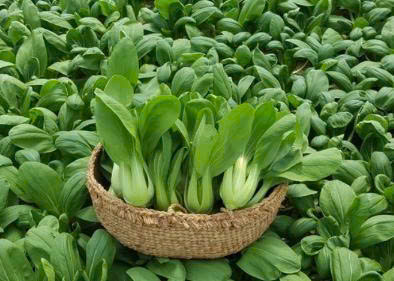 Rau cải chíp hữu cơ - Vinh Hà
