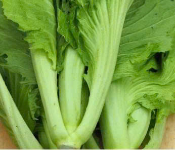 Dưa cải bẹ hữu cơ - Vinh Hà