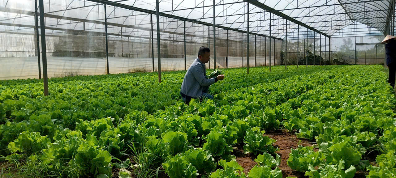 Xà lách hữu cơ - Vinh Hà