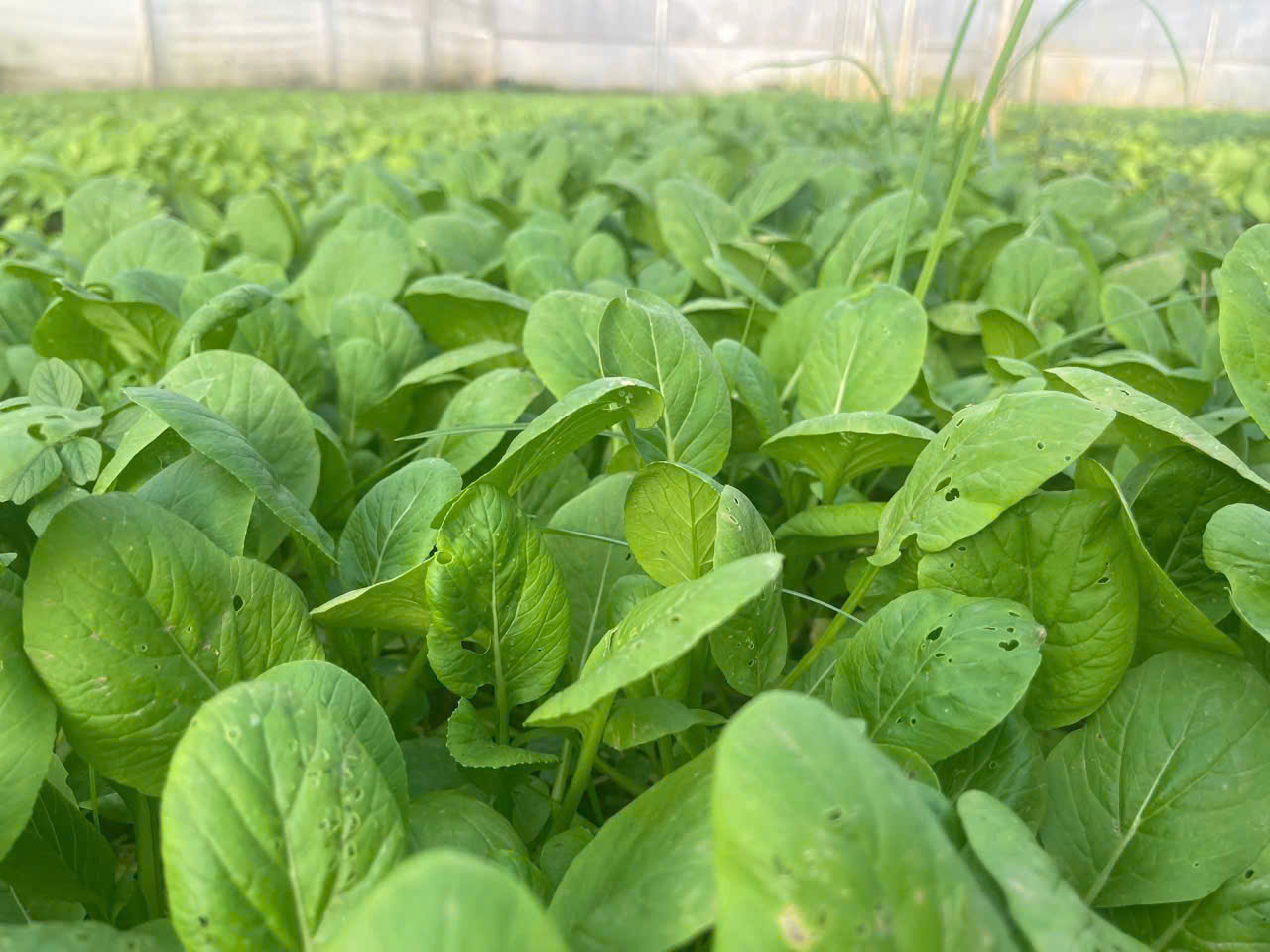 Rau cải ngọt hữu cơ - Vinh Hà