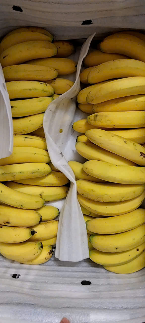 Chuối tiêu hữu cơ - Vinh Hà