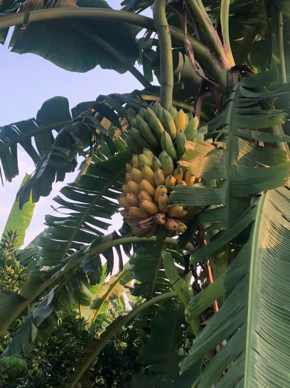 Chuối tây hữu cơ  - Vinh Hà