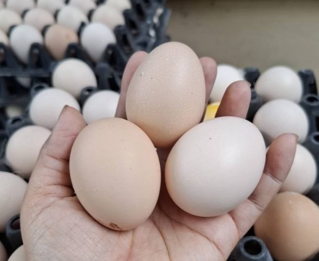 Trứng Gia Cầm