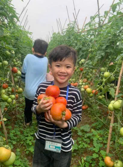 Cà chua hữu cơ- Vinh Hà