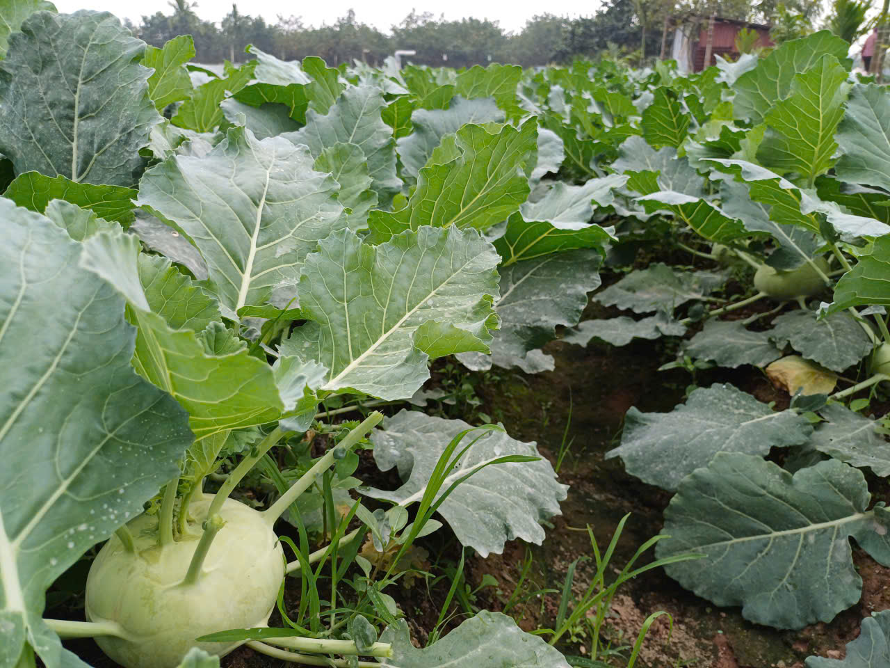 Su hào hữu cơ - Vinh Hà