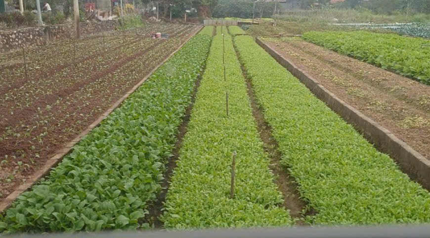 Rau Cải cúc hữu cơ - Vinh Hà