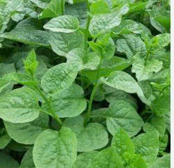 Rau mùng tơi - Vinh Hà