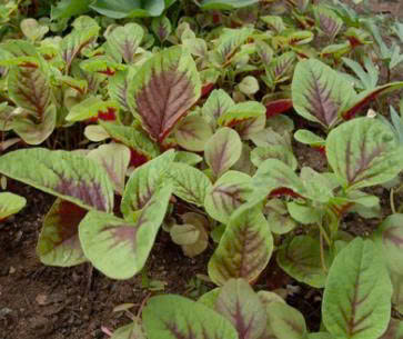 Rau dền - Vinh Hà