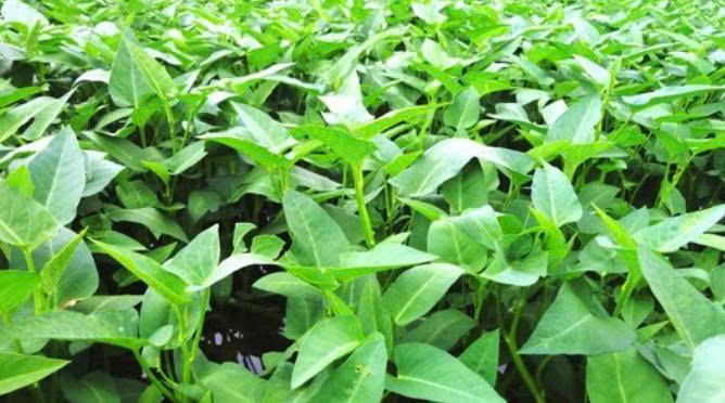 Rau muống hữu cơ - Vinh Hà