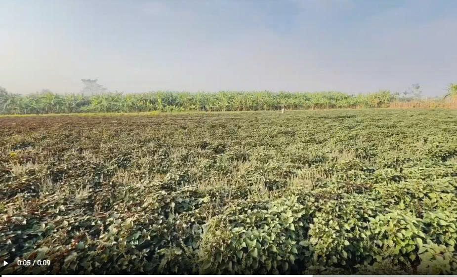 Rau tía tô - Vinh Hà