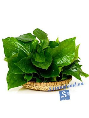 Lá lốt