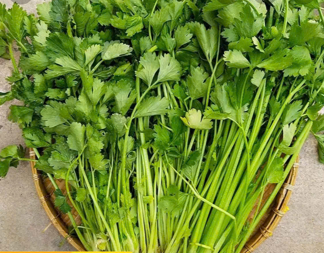 Rau cần tây