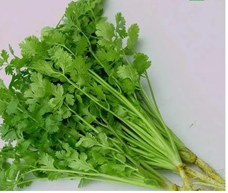 Rau mùi - Hải Anh