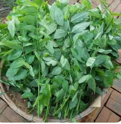 Rau ngót - Hải Anh