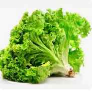 Xà lách - Hải Anh